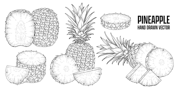 Vettore gratuito pianta tropicale ananas disegnato a mano schizzo vettore illustrazioni botaniche