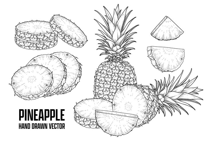 Free Vector tropical plant pineapple hand drawn sketch vector botanical illustrations