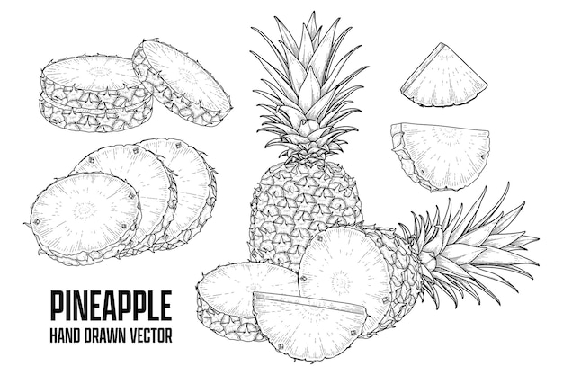 열대 식물 파인애플 손으로 그린 스케치 벡터 식물 삽화