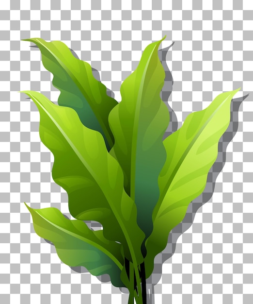 Тропическое растение на прозрачном фоне