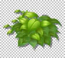 Free vector tropical plant on transparent background