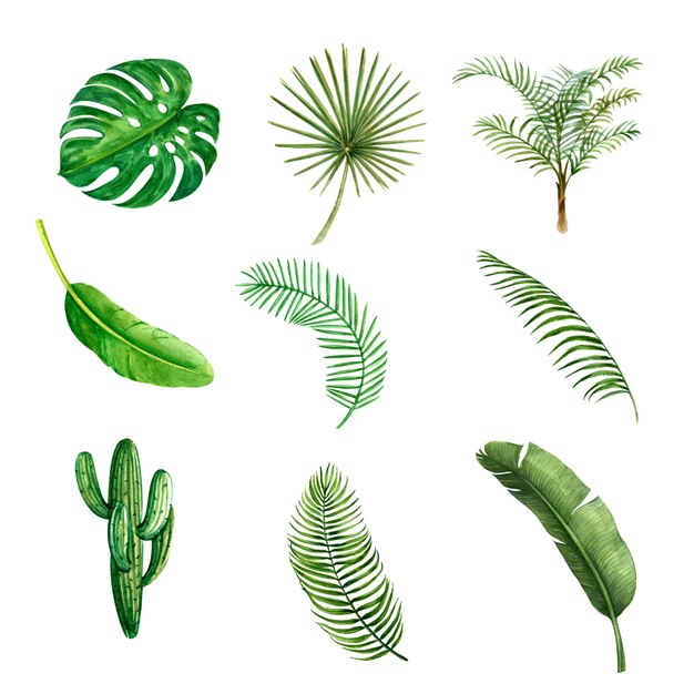 熱帯植物の水彩画の創造的な要素、ベクトルイラストデザイン。