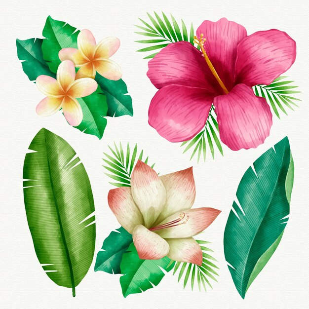 Tropical plants collection illustrated