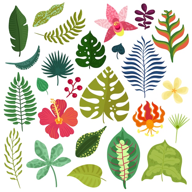Бесплатное векторное изображение Коллекция тропических растений