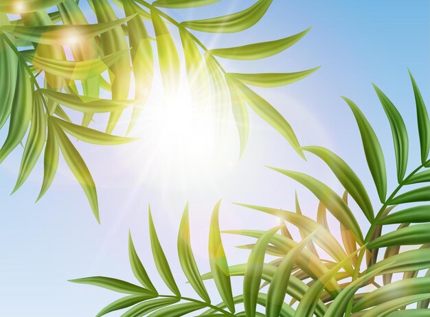 tropical sky background with palm leaves and sun shining.
