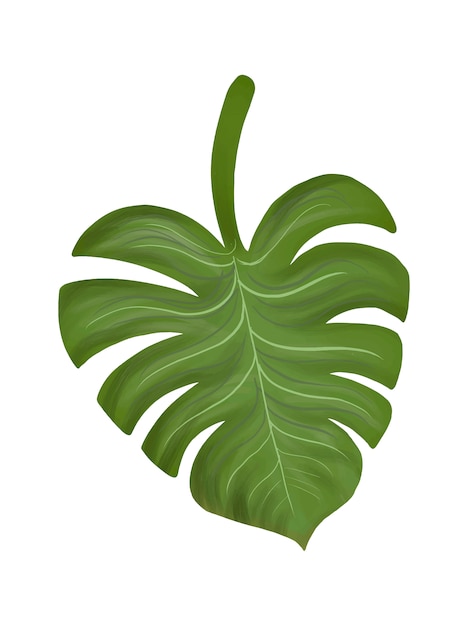 Иллюстрация тропического древовидного листа филодендрон