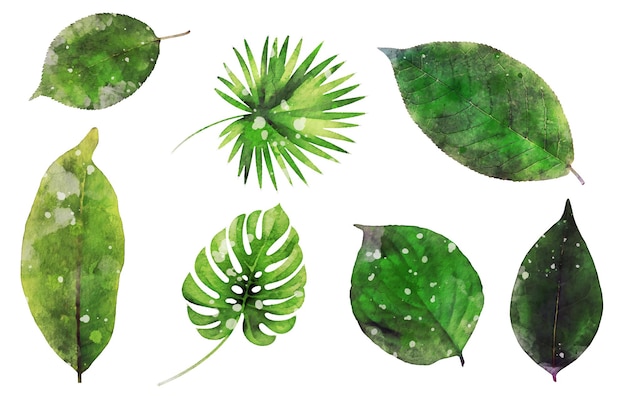 Tropical watercolor leaves collection