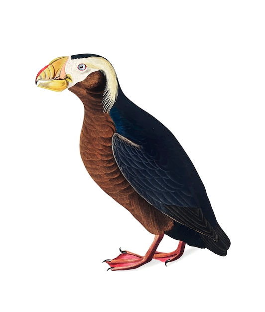 Бесплатное векторное изображение Иллюстрация с изображением tufted auk