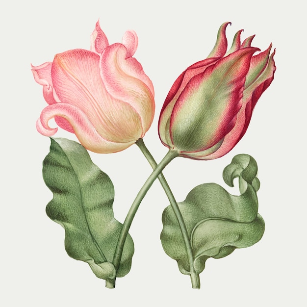 Vettore gratuito illustrazione botanica dell'annata del fiore di primavera del tulipano