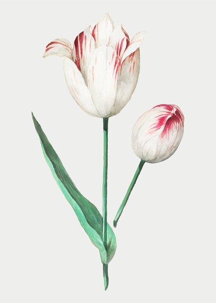 Vettore gratuito tulipano in stile vintage