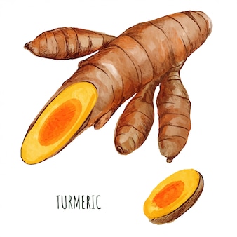 Turmeric root with small sliced piece. hand drawn