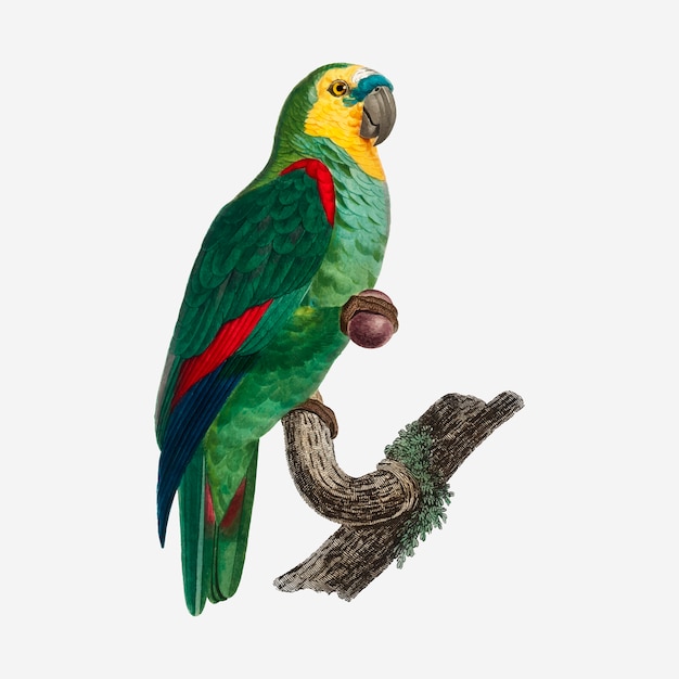 Free vector turquoise-fronted parrot