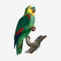 Free vector turquoise-fronted parrot