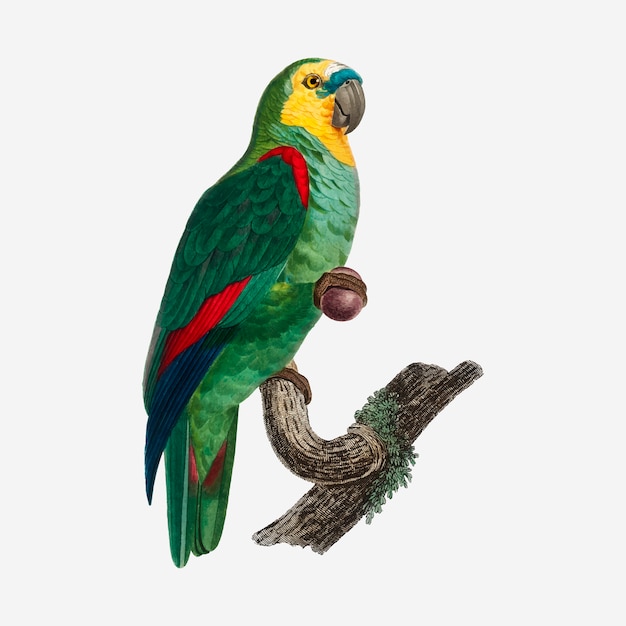 Бирюзовый попугай
