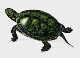 Free vector turtle