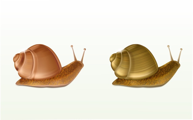 カタツムリの手描きのイラスト プレミアムベクター