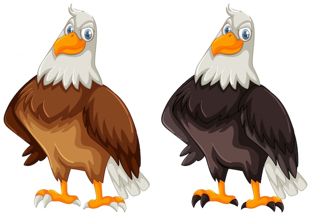 免费矢量两个鹰用棕色和黑色羽毛