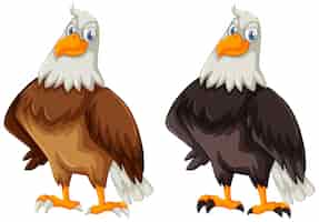 Free vector two eagles with brown and black feather