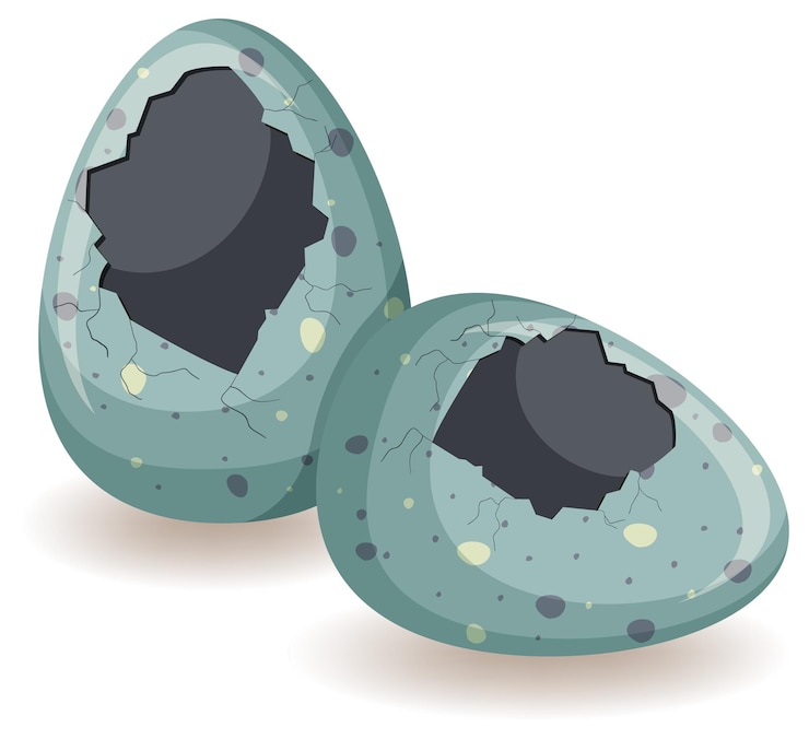 Free Vector two eggs with big cracks