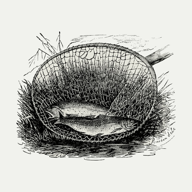 Two fishes in a net vintage illustration