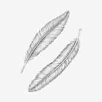 Free vector two hand drawn bird feathers