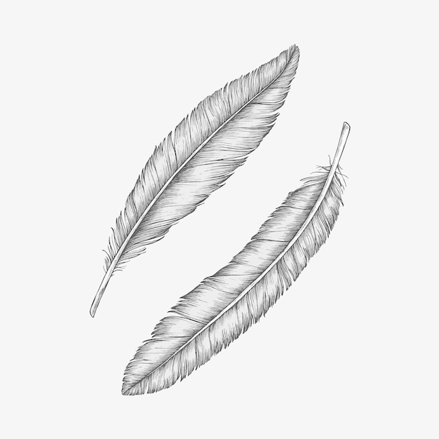 Two hand drawn bird feathers