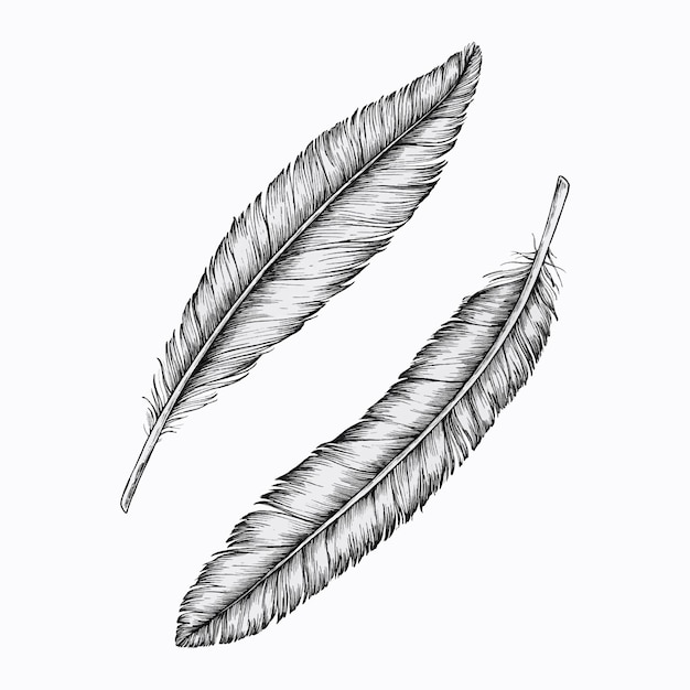 Free vector two hand drawn feathers vector