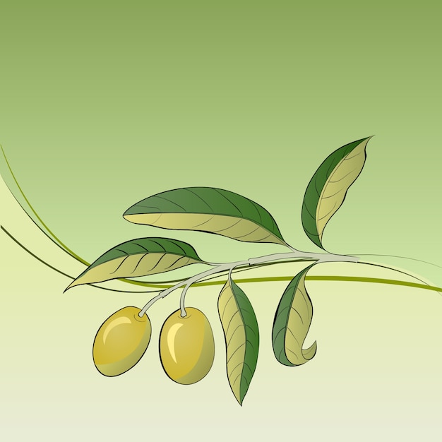 Two olives on branch.