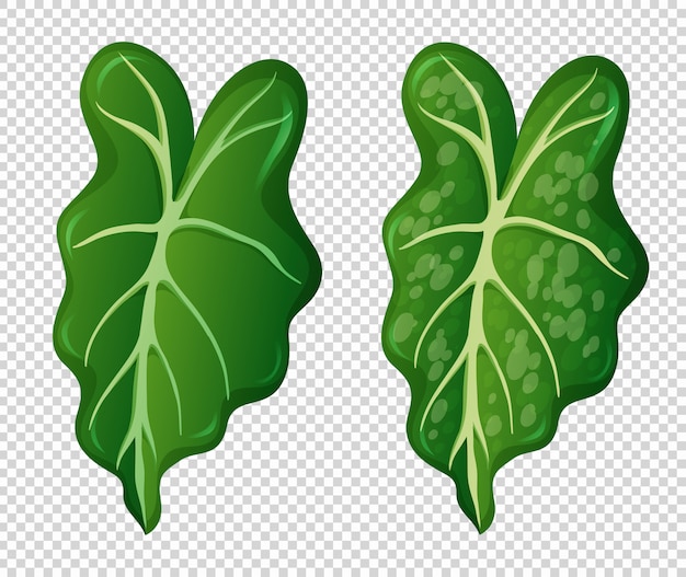 Two patterns on green leaves