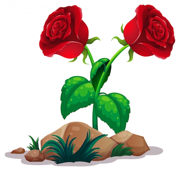 Vettore gratuito due rose rosse su bianco