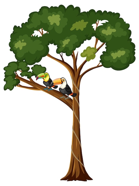 Free vector two toucan birds on the branch