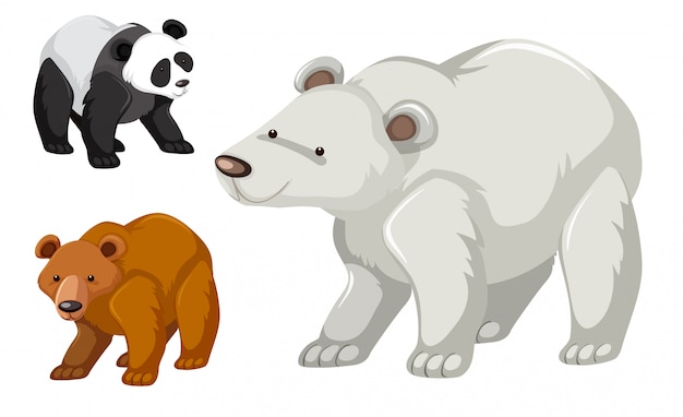 A type of bear set