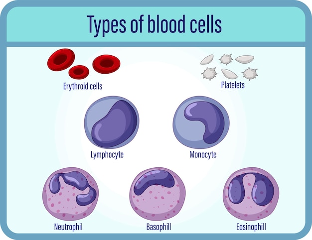 Tipo di informazioni mediche sulle cellule del sangue