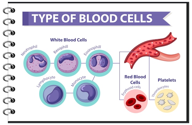 Free vector type of blood cells medical information