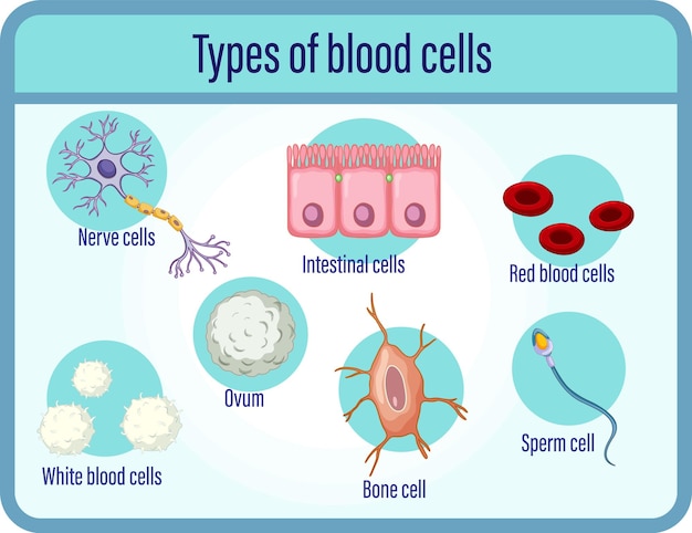 Vettore gratuito tipo di cellule del sangue