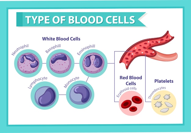 Vettore gratuito tipo di cellule del sangue