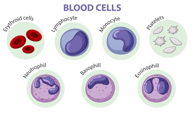 Vettore gratuito tipo di cellule del sangue