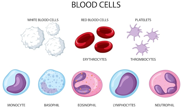 흰색 바탕에 인간의 혈액 세포의 유형