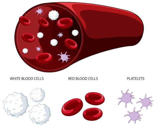 Free vector type of human blood cells on white background