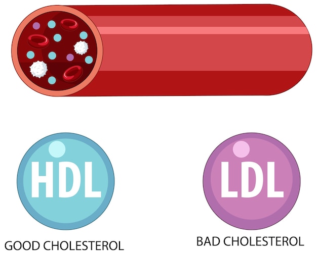 Free vector types of cholesterol hdl and ldl