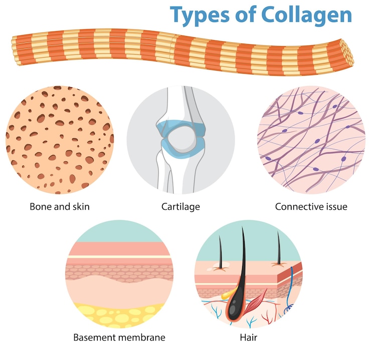 Free Vector types of collagen in human body