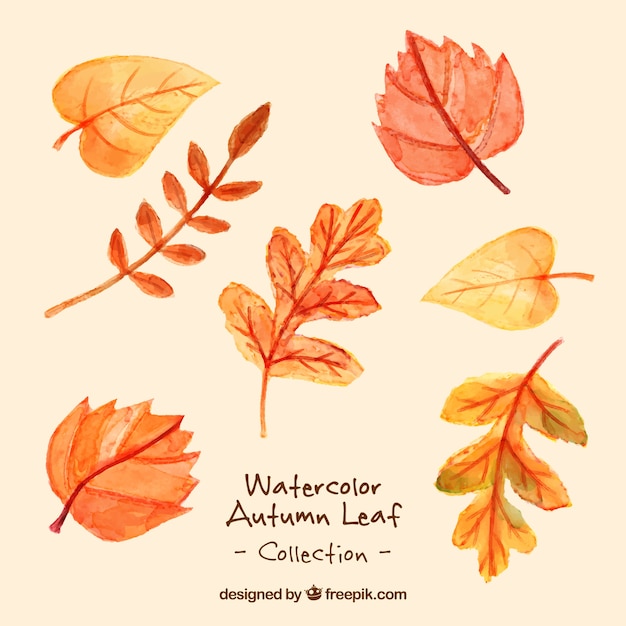 Free vector types of dry leaves watercolor