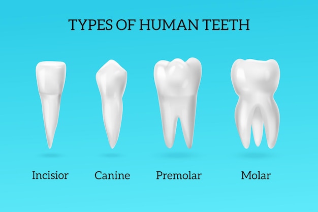 Types of human teeth realistic set with incisor canine premolar and molar on blue