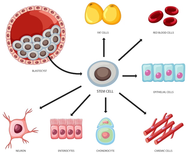 白い背景の上の幹細胞の種類