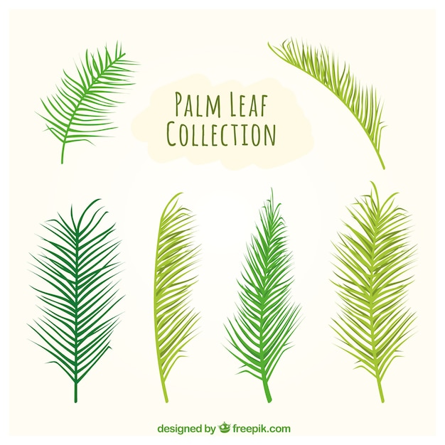 Types of palm leaves set