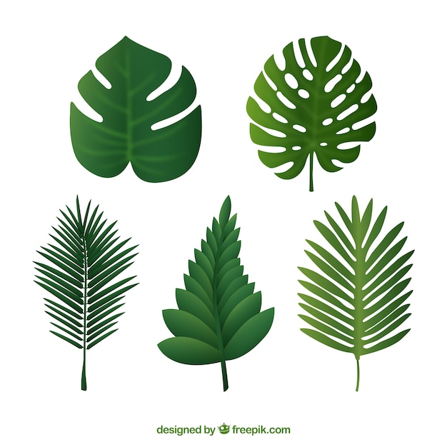 Types of palm leaves set