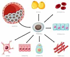 Free vector types of stem cells on white background