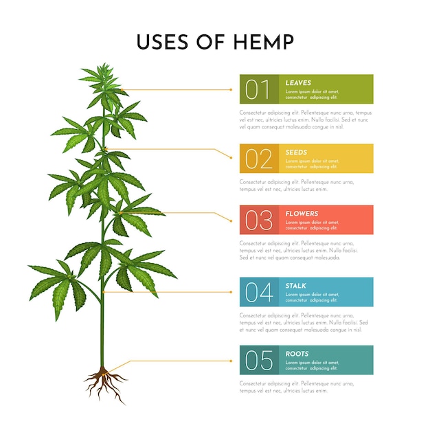 Free vector uses of hemp infographic template