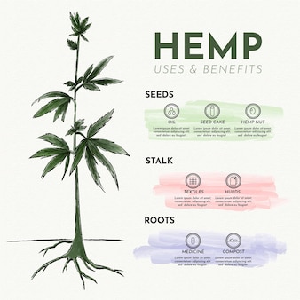 Uses of hemp - infographic