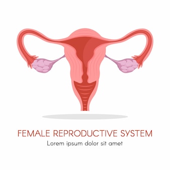 Матка и яичники, органы женской репродуктивной системы